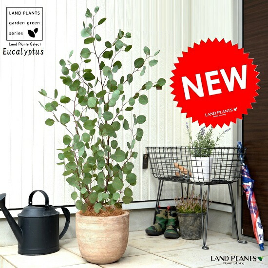 楽天市場】ユーカリ （ポポラス） デザインの良い テラコッタ 鉢植え