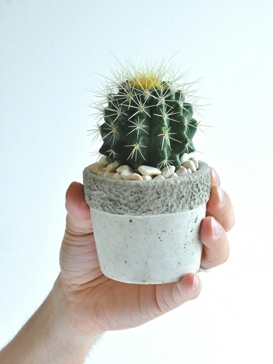 楽天市場】サボテン（金鯱：キンシャチ） 石模様のセメントポット S