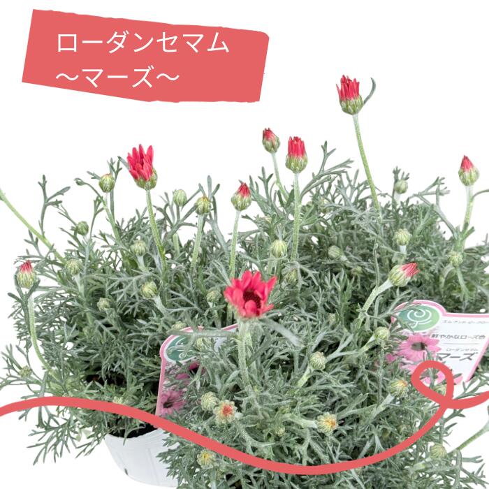 楽天市場】ローダンセマム マーズ 3.5号ポット 苗 宿根草 耐寒性