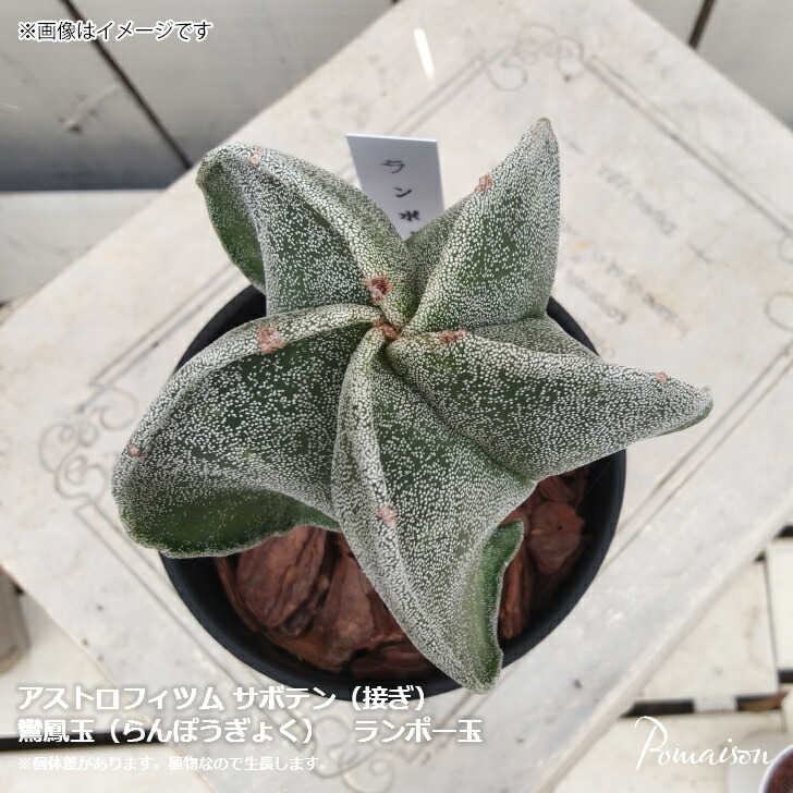 楽天市場】アストロフィツム ランポー玉 鸞鳳玉 らんぽうぎょく 接ぎ