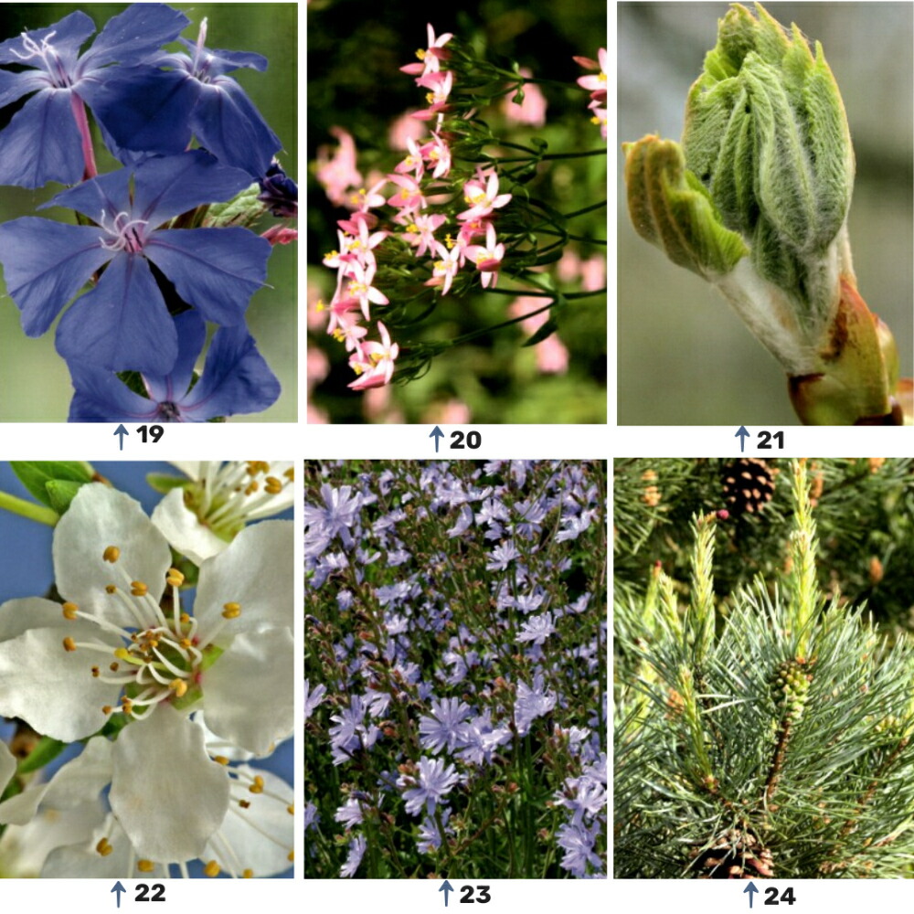 楽天市場】Healing Herbs ヒーリングハーブス #1~38 5フラワー 39種類