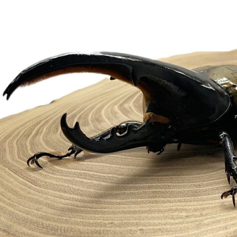 標本】ヘラクレスオオカブトムシ グアドループ産 156.3ミリ 飼育品