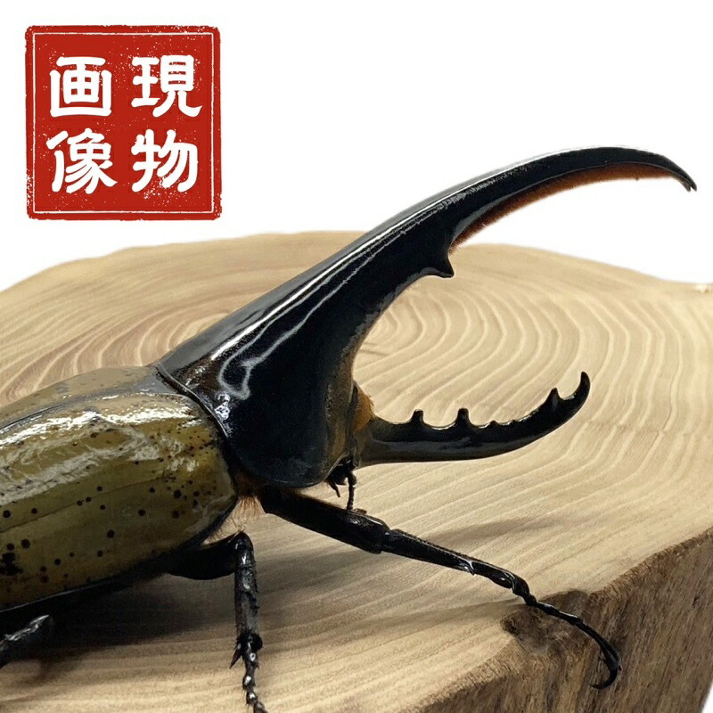 標本】ヘラクレスオオカブトムシ グアドループ産 156.3ミリ 飼育品