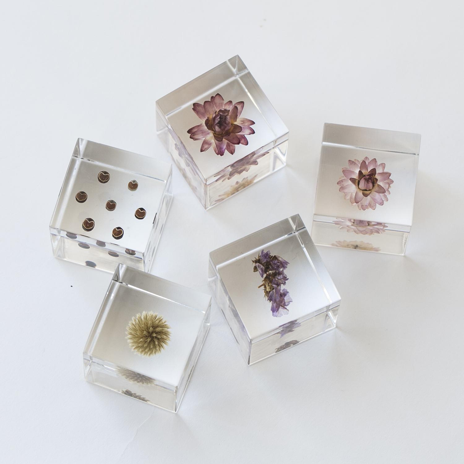 楽天市場】Sola cube/スターチス : STYLE STORE version.R