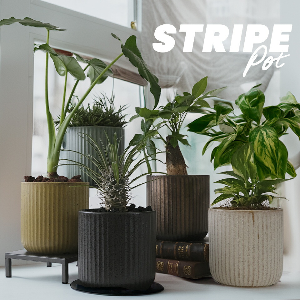 楽天市場】美濃焼 STRIPE-POT 4号 12cm 陶器 植木鉢 アイアンソーサー