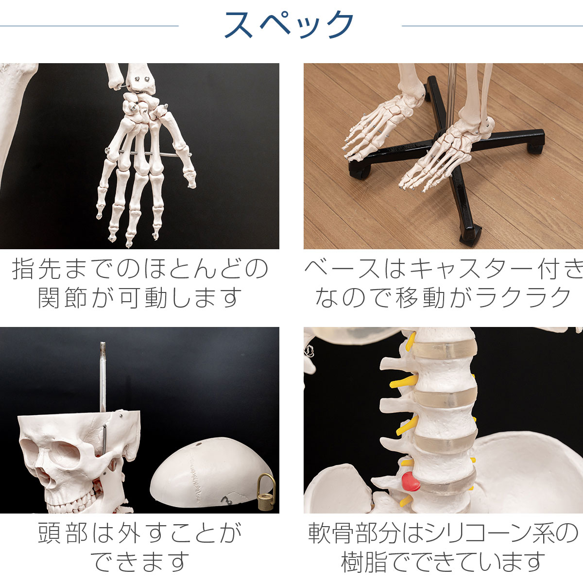 楽天市場】【楽天1位】人体模型 骨格模型 骨 等身大 身長約166cm 展示