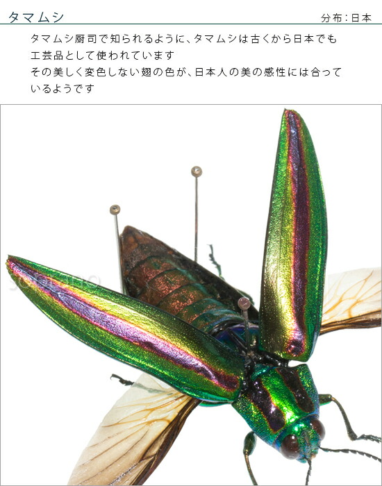 楽天市場】昆虫標本 タマムシ展翅 メタリック調ライトフレーム 15×12cm