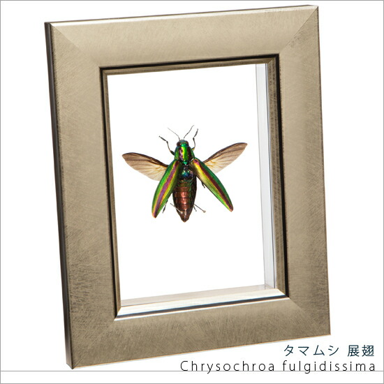 楽天市場】昆虫標本 タマムシ展翅 メタリック調ライトフレーム 15×12cm