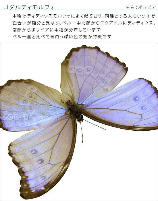 楽天市場】昆虫標本 蝶の標本 ゴダルティモルフォ ボリビア産 アクリル