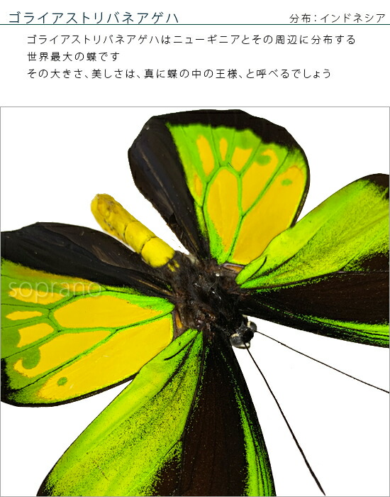 楽天市場】昆虫標本 蝶の標本 ゴライアストリバネアゲハ メタリック調