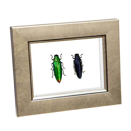 スハンダムカシタマムシ標本 昆虫標本コレクション！ タマムシ- 三宝堂