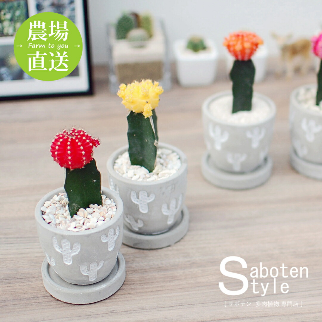 楽天市場】【緋牡丹 ヒボタン】カラフル牡丹のミニサボテン レリーフ