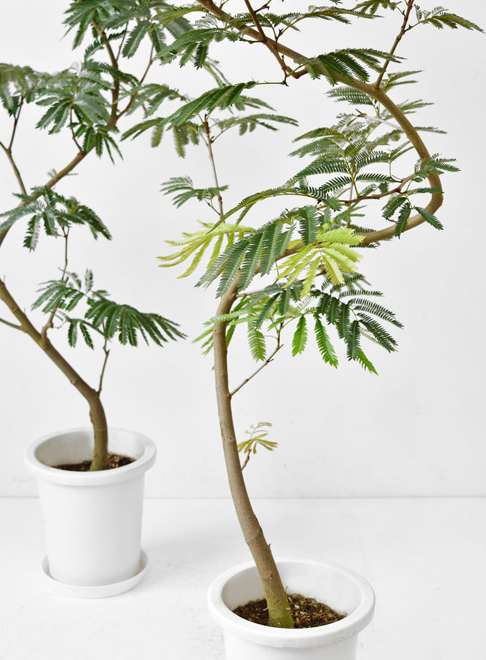 楽天市場】観葉植物 エバーフレッシュ 8号鉢 大型 本物 インテリア