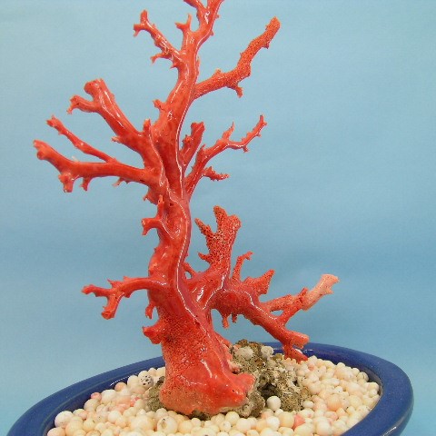 楽天市場】桃珊瑚の原木 拝見 『宝石サンゴ』 珊瑚婚 還暦 誕生日 御祝