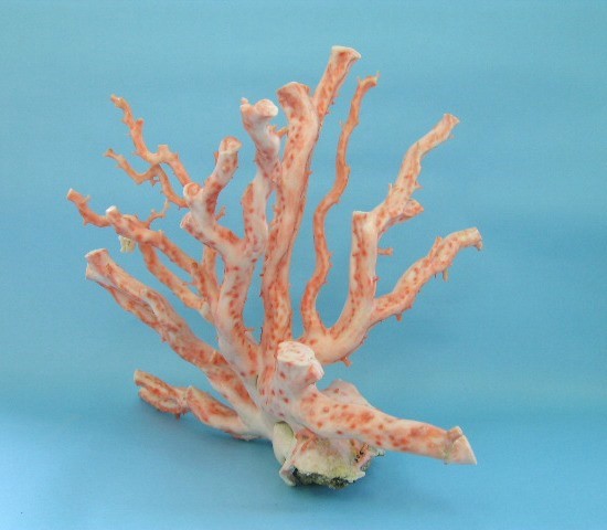 楽天市場】ピンク珊瑚 拝見 置物 原木 宝石サンゴ 珊瑚婚 還暦 誕生日