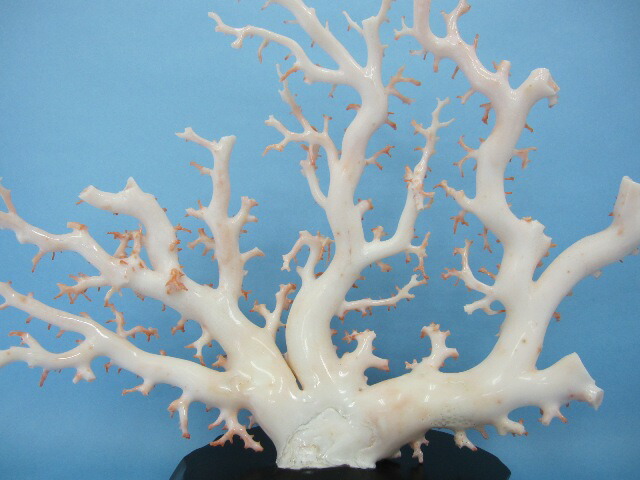 楽天市場】白珊瑚の原木 拝見 置物 艶出し加工済み 黒檀台 『宝石