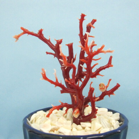 M*石様 サンゴ カフス まとめ 珊瑚 赤珊瑚 総重量57g 希少 コーラル 花