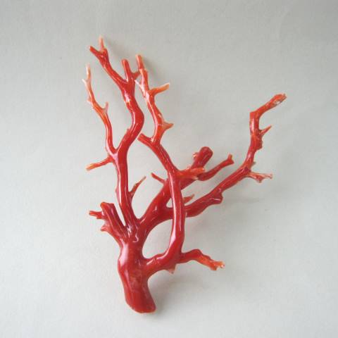 楽天市場】日本・高知沖産赤珊瑚の原木（艶出し加工済み）素材/枝