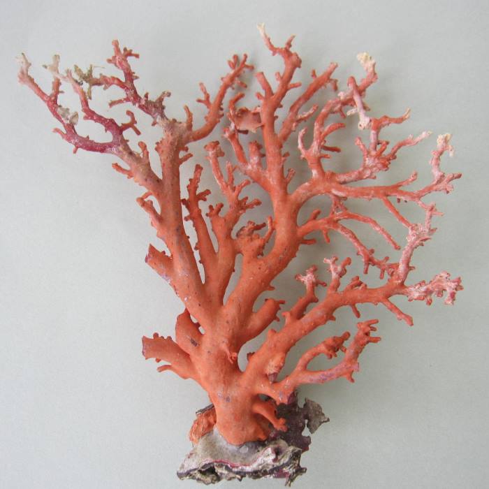 楽天市場】日本・高知沖産赤珊瑚の拝見 原木 置物 飾り 盆栽風 『宝石