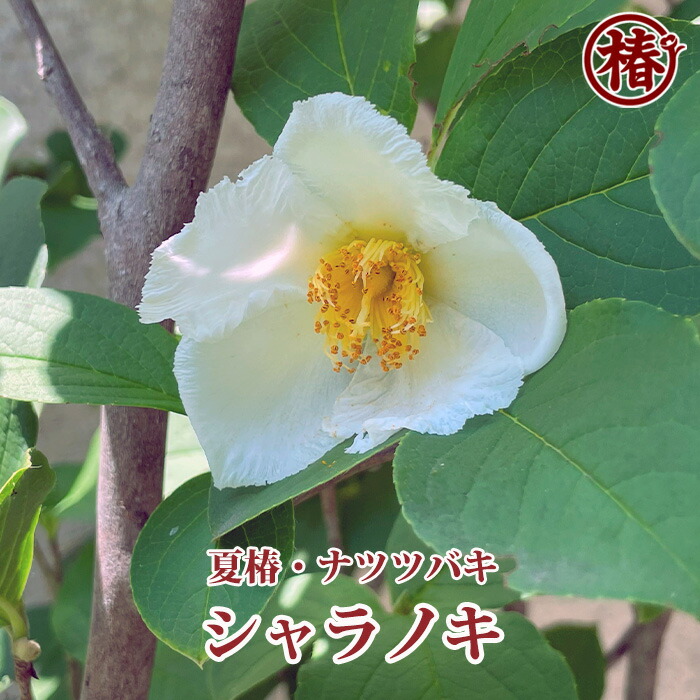 楽天市場】【送料無料】シャラの木・夏椿 18cmポット 6号鉢 ナツツバキ