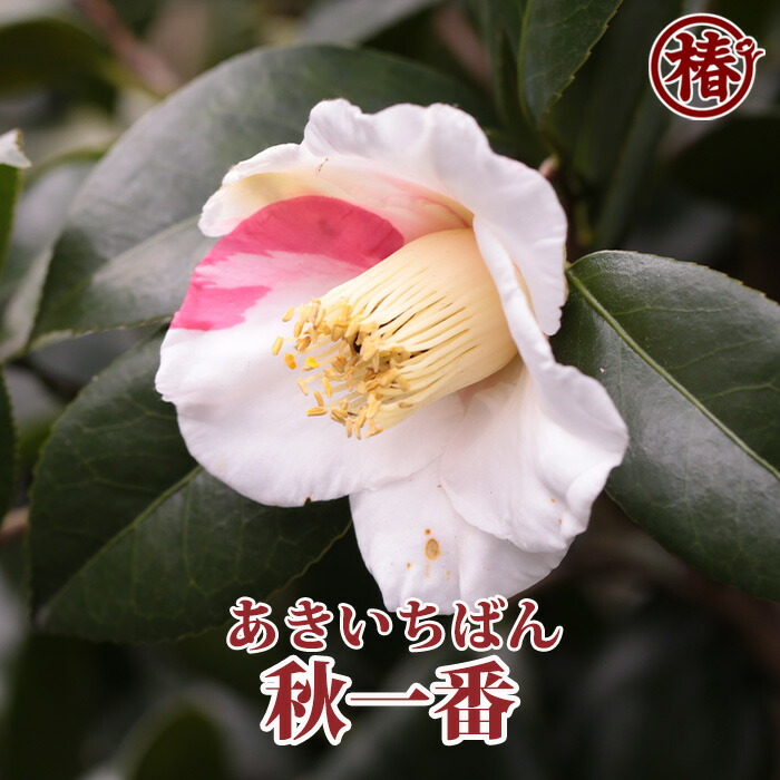 楽天市場】秋一番・あきいちばん15cmポット（5号鉢）挿木苗【椿 つばき