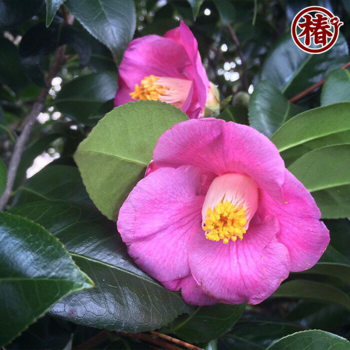 楽天市場】藤衣・ふじごろも15cmポット挿木苗・桃紫色～藤色を帯びる