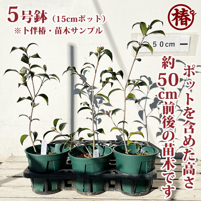 楽天市場】卜伴椿・ぼくはんつばき（白芯卜伴・はくしんぼくはん／月光