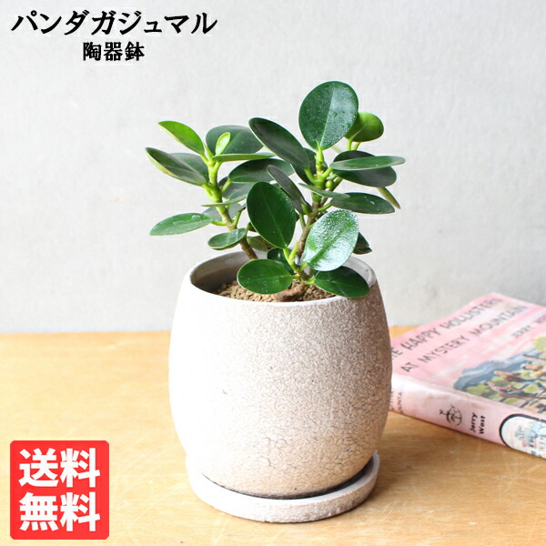 楽天市場】観葉植物 小さい パンダガジュマル 卓上サイズ ベージュ陶器