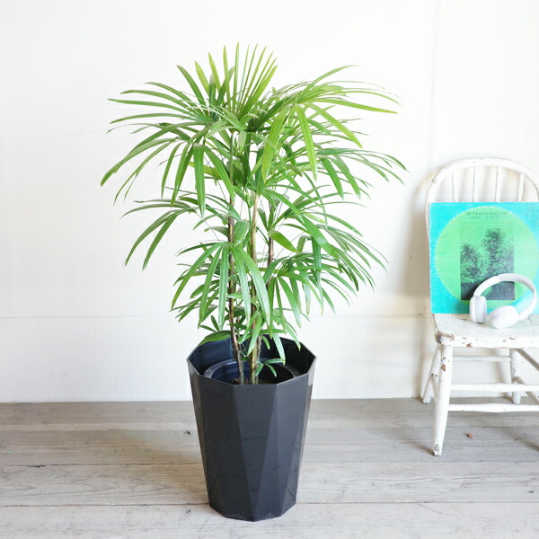 楽天市場】棕櫚竹 シュロチク 8号 スタイリッシュな黒色鉢カバー付き