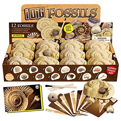 楽天市場】XXTOYS 化石発掘キット 化石標本 化石 発掘 キット 天然化石