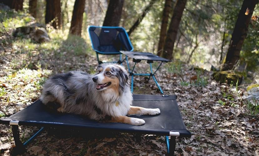 楽天市場】【小型犬 ベッド】【犬 キャンプコット】【犬 アウトドア