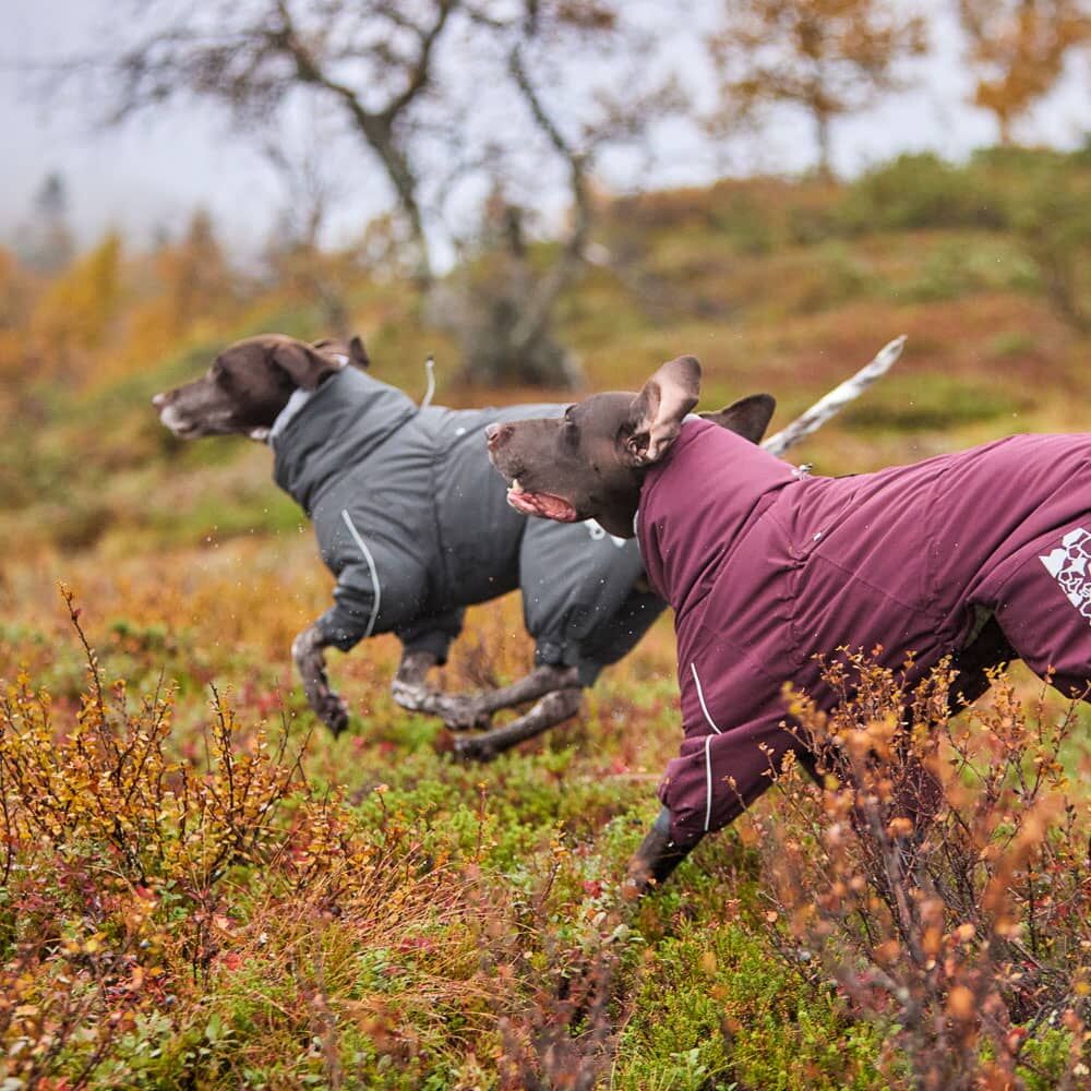 楽天市場】＼23日9:59マデ☆ポイント10倍／フィンランドのドッグ