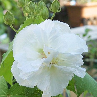 楽天市場】酔芙蓉 （ スイフヨウ ） 9cmポット苗 フヨウ 芙蓉 花木