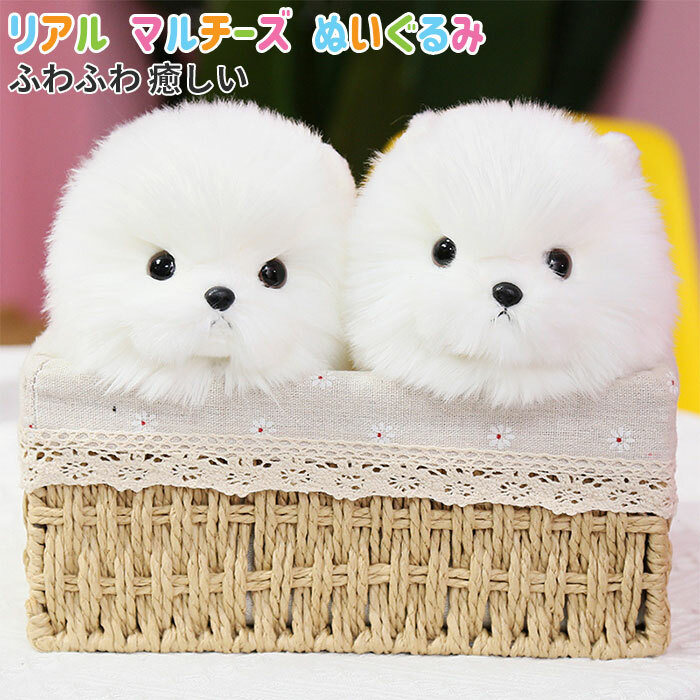 楽天市場】マルチーズ ぬいぐるみ リアル 本物 そっくり 犬 イヌ いぬ