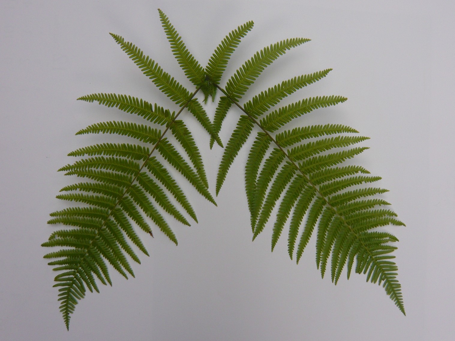 楽天市場】ウラジロシダの通販