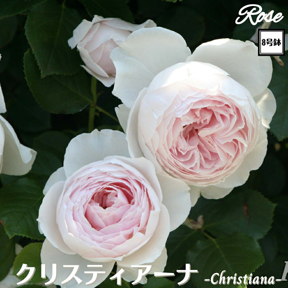 楽天市場】＼当店オリジナル8号鉢仕様／ バラ苗 クリスティアーナ 2