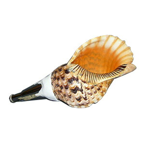 特大天然 ホラガイ 法螺貝 36cm ホラ貝 1個 全長36cm 1390g 法螺貝