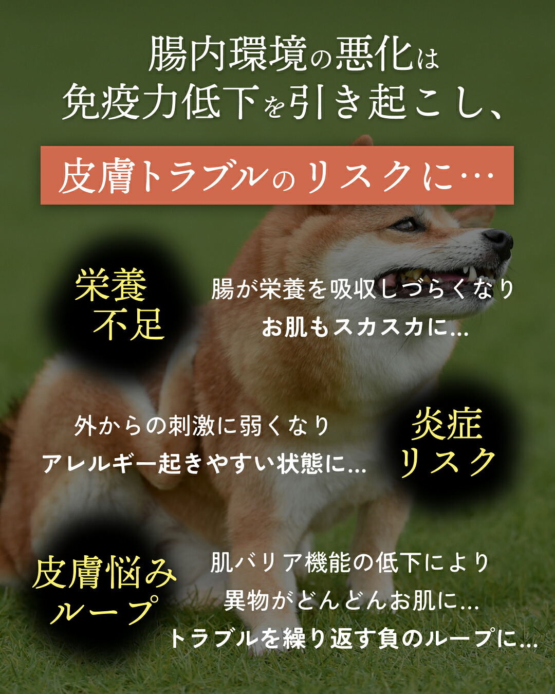 楽天市場】犬 皮膚 サプリ 犬 サプリ タムズ 犬用 サプリ 皮膚炎 犬