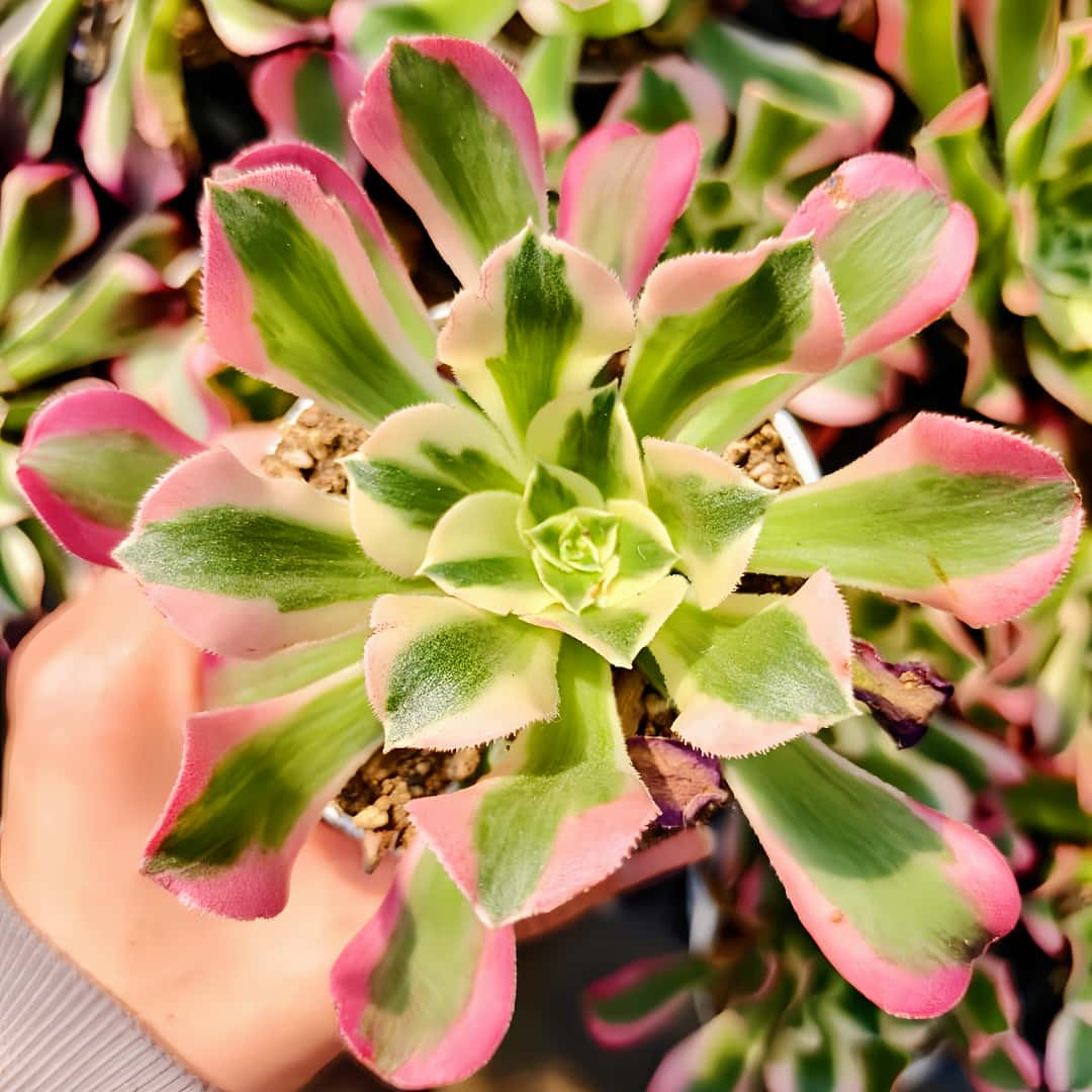 楽天市場】農園直売 多肉植物 アエオニウム属 雨花石（単） 観葉植物