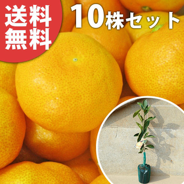 楽天市場】田口早生 苗の通販