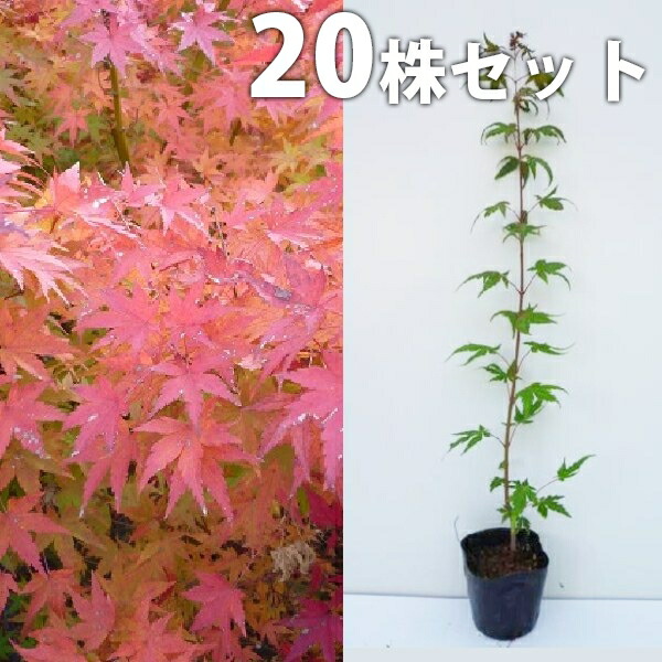 もみじ イロハモミジ 盆栽 植木」の人気商品一覧 | 安い商品を通販