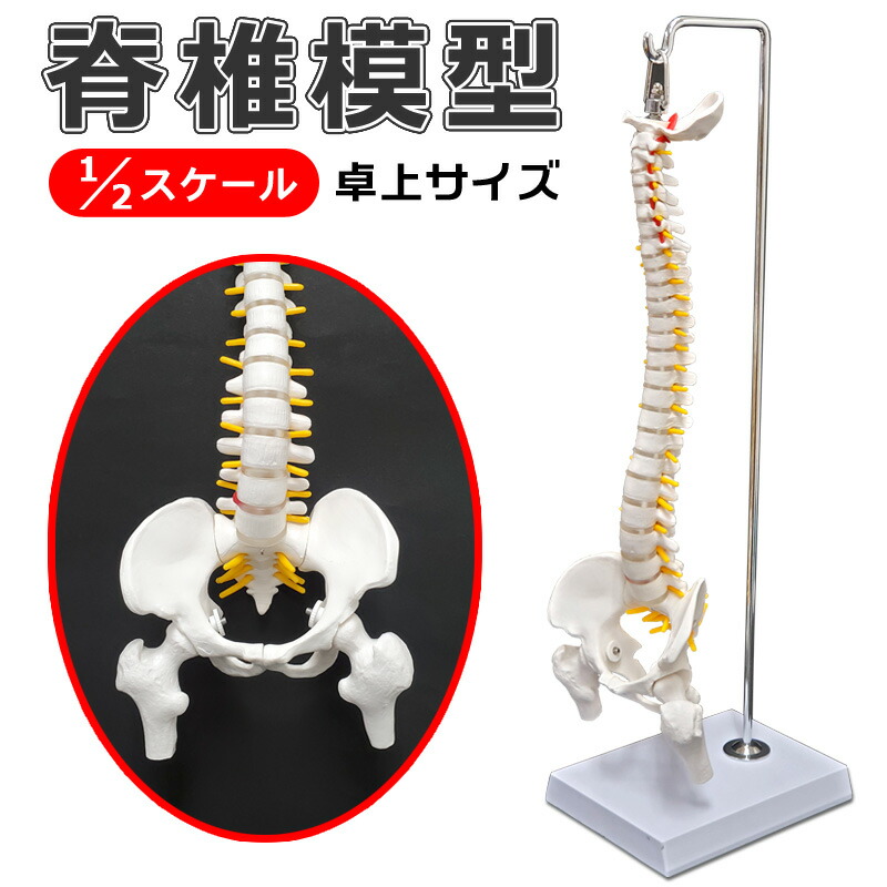 楽天市場】骨盤 模型の通販
