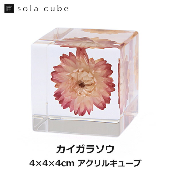 楽天市場】カイガラソウ 宙 Sola cube ソラキューブ ウサギノネドコ