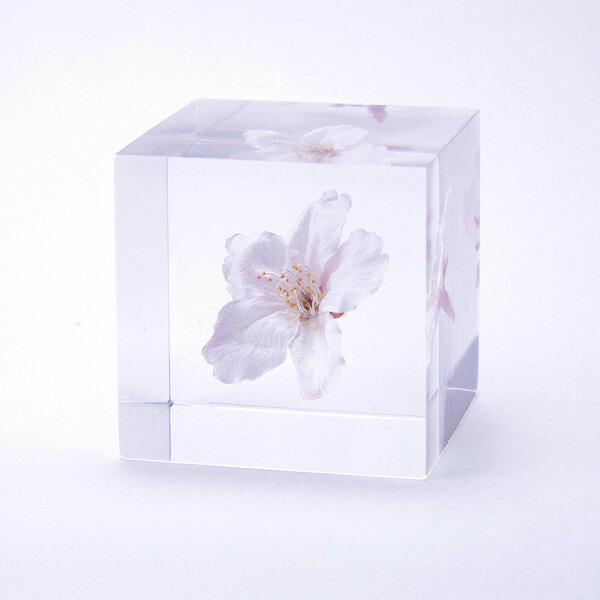 ちょこ様専用 アウトレットキューブ・スノーホワイト1kg×7袋 フォロー