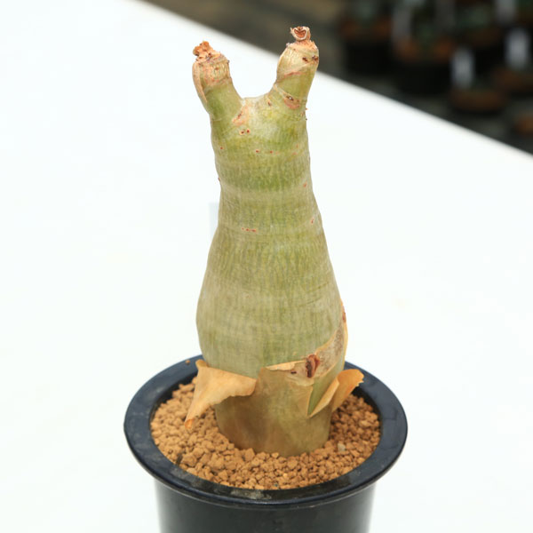 楽天市場】コーデックス：キフォステンマ ウター マクロプス*幅5.5cm