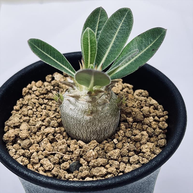 楽天市場】コーデックス：パキポディウム ブレビカリックス 実生*M