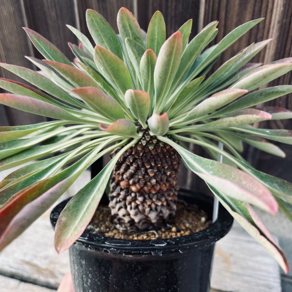 楽天市場】多肉植物：ユーフォルビア 鉄甲丸*塊根幅4.5cm : 遊恵盆栽