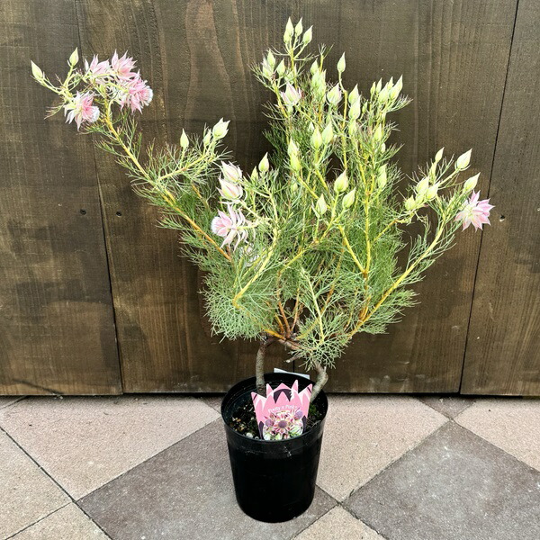 楽天市場】ジョーイセルリアの通販