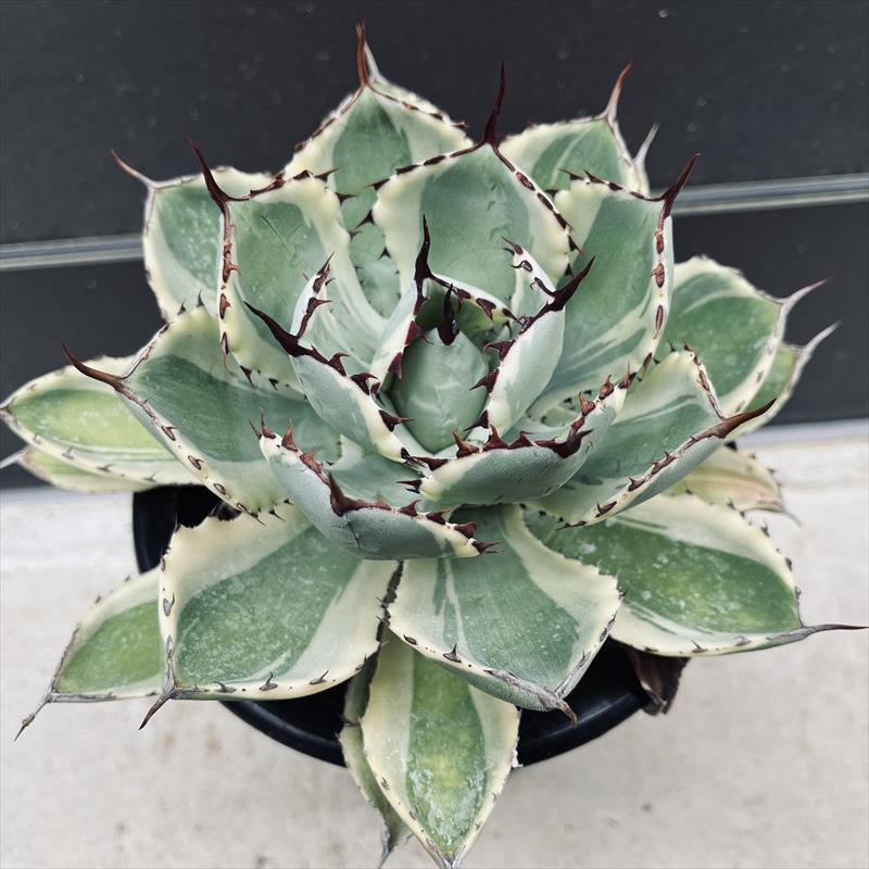 楽天市場】多肉植物：アガベ 吉祥冠錦 覆輪*L 幅16cm : 遊恵盆栽