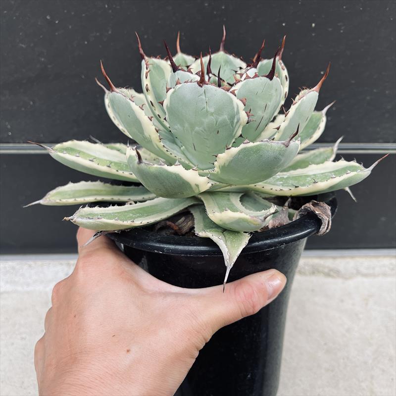 楽天市場】多肉植物：アガベ 吉祥冠錦 覆輪*L 幅16cm : 遊恵盆栽